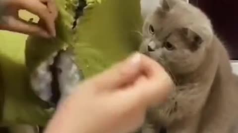 s Moments Clips #shorts Video🤣_ #trending #funny #animals #reels