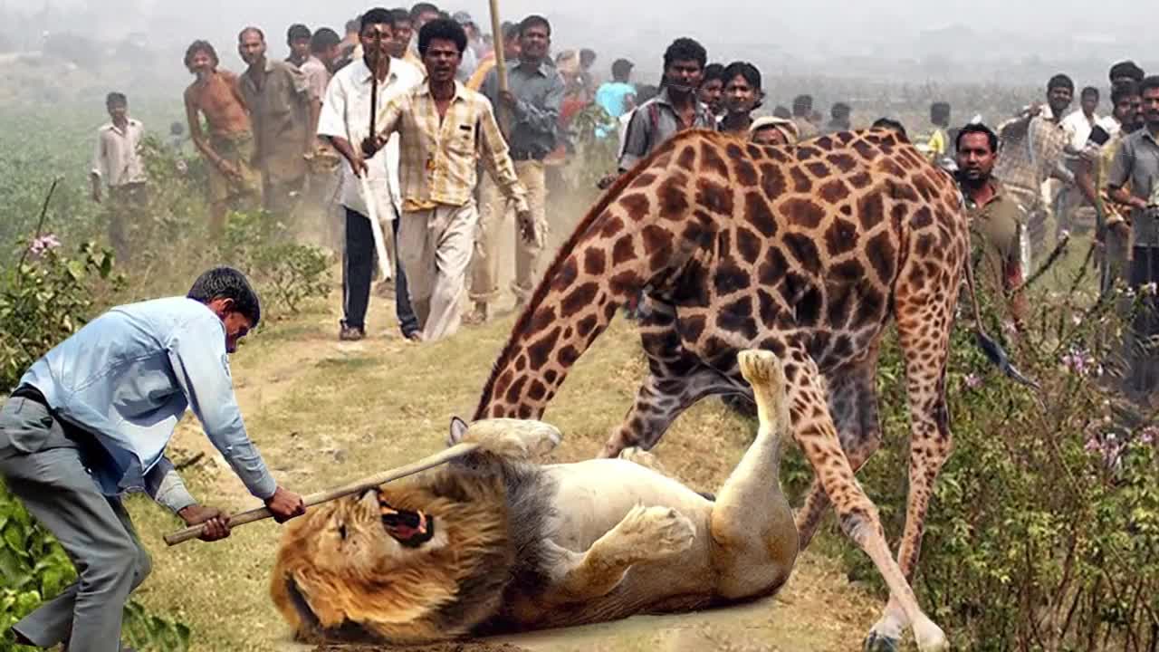 OMG! Lion Panicked and Ran Village To Escape From Giraffe Attack, But Was Mercilessly Beat By People