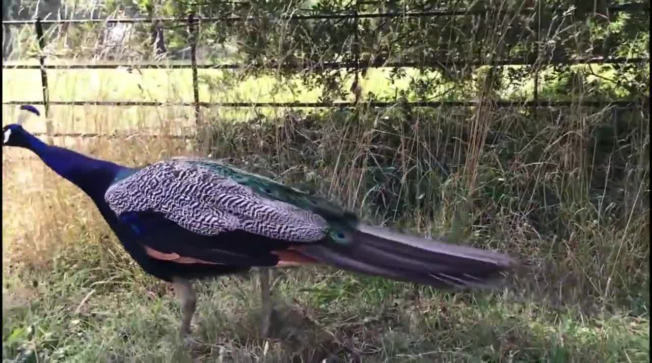 Peacock v Peahen