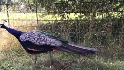 Peacock v Peahen