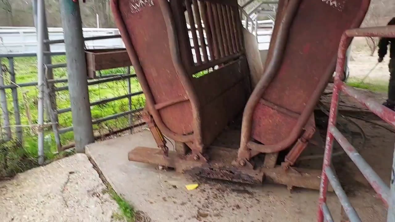 How to Use Cattle Chute Explained. #farmlife,#howto,cattleranch