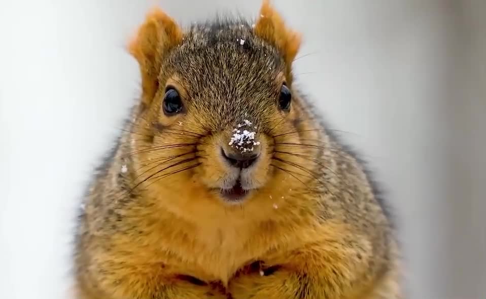 How do you like the cute face of the groundhog
