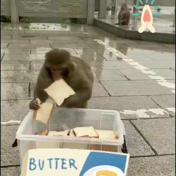 Bread feeding to monkeys
