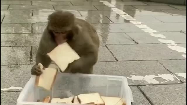 Bread feeding to monkeys