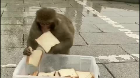 Bread feeding to monkeys