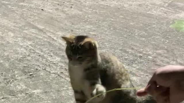 hang out with cute cat