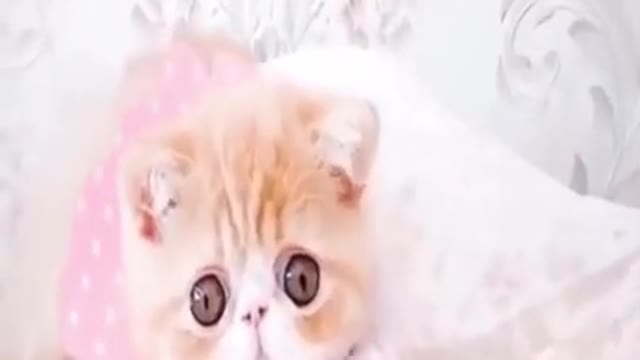 Cute Cat