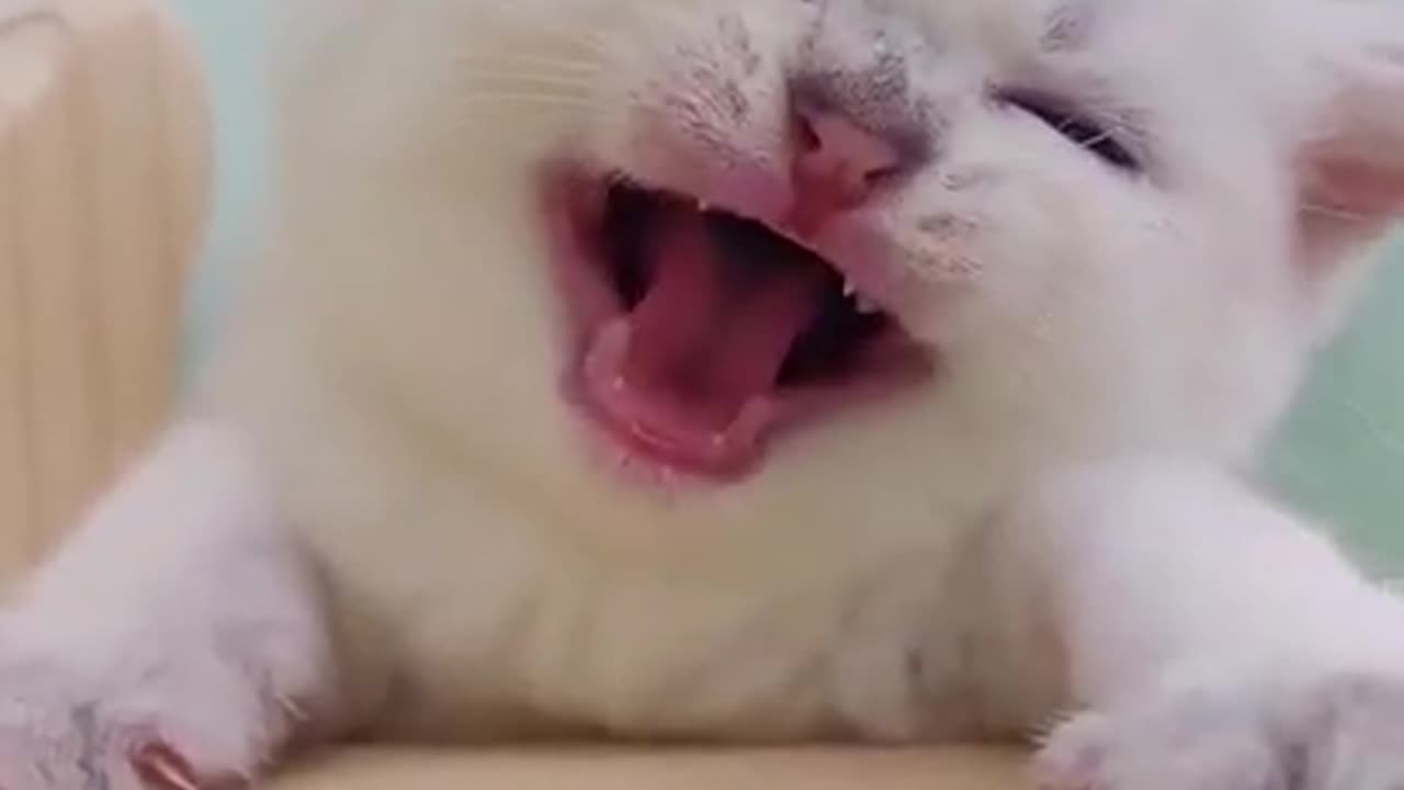 very Funny cat