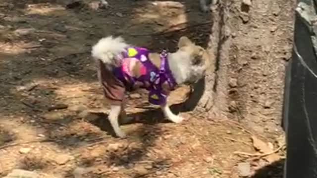 Pomeranian and Schnauzer walk in a secluded park