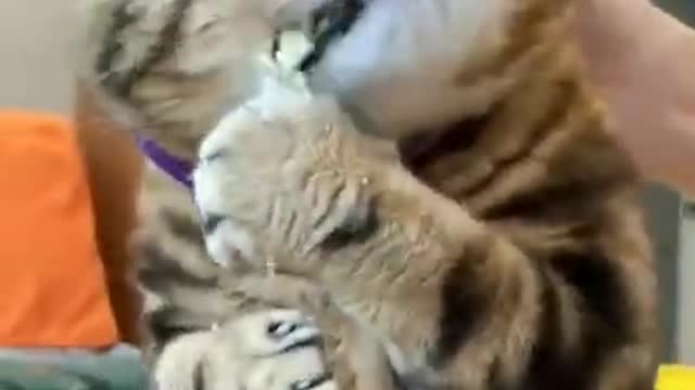 Cats love - cute cats