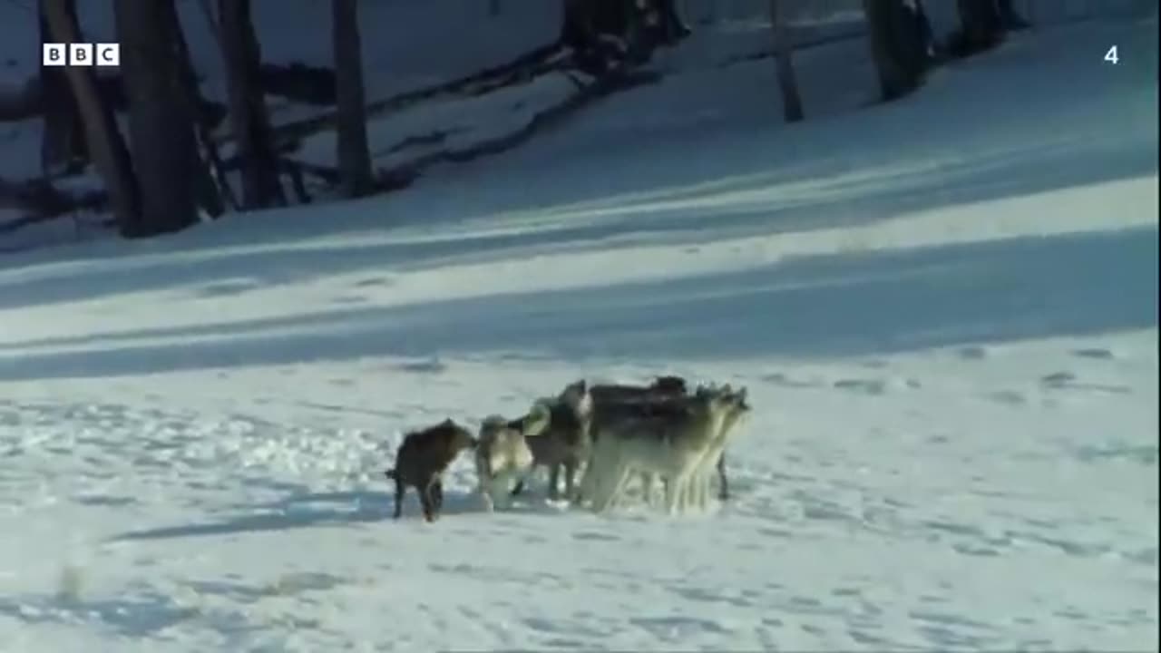 Top 10 Wolf Moments BBC Earth_360P