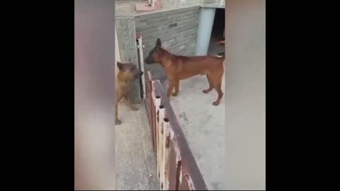 Dogs afraid to fight