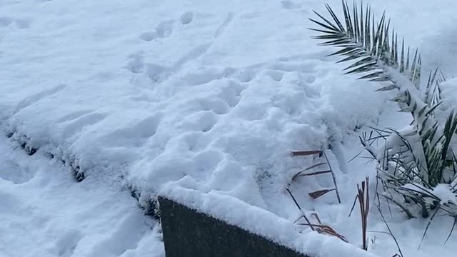 Puppie dog wants to play in the snow