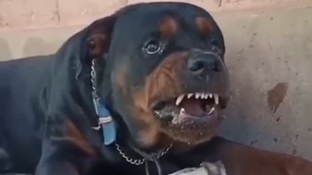 angry dog