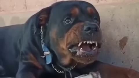 angry dog