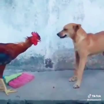 Dog VS Hen fight 😄/whatsapp status video