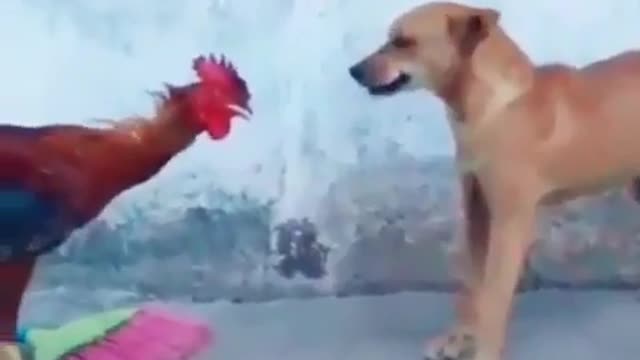 Dog VS Hen fight 😄/whatsapp status video