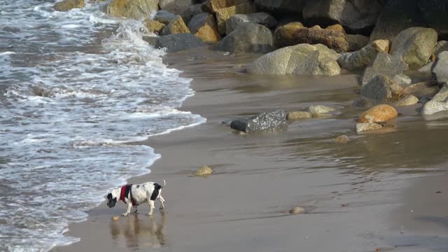 Joy of the dog walking on the beach