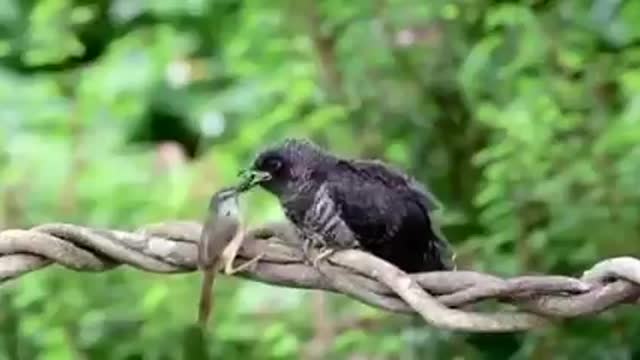 Videos of small birds eating or helping large birds