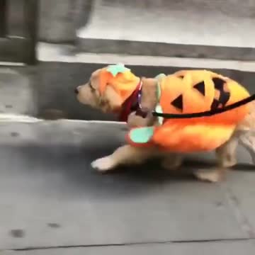 My puppies shopping to go USa