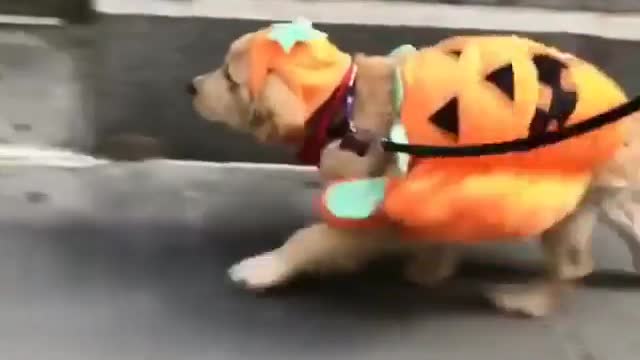 My puppies shopping to go USa