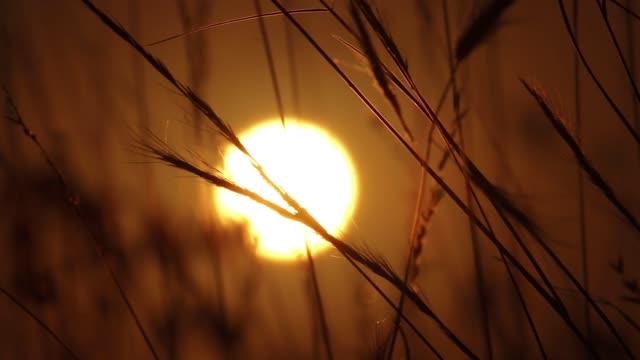 Wild Grass Sunrise Time Lapse