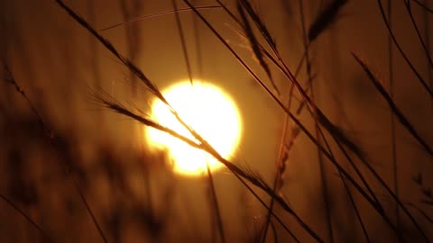 Wild Grass Sunrise Time Lapse