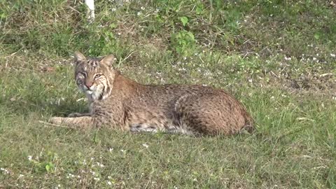 Bobcat in back yard