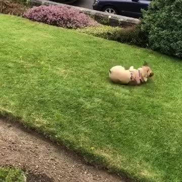 Frenchie does morning exercises