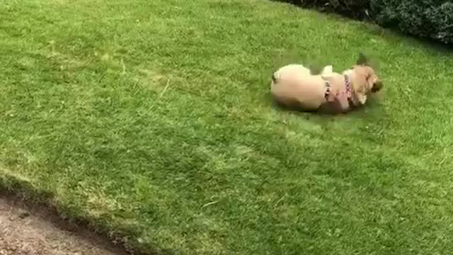 Frenchie does morning exercises