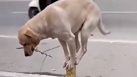 Funny dog video