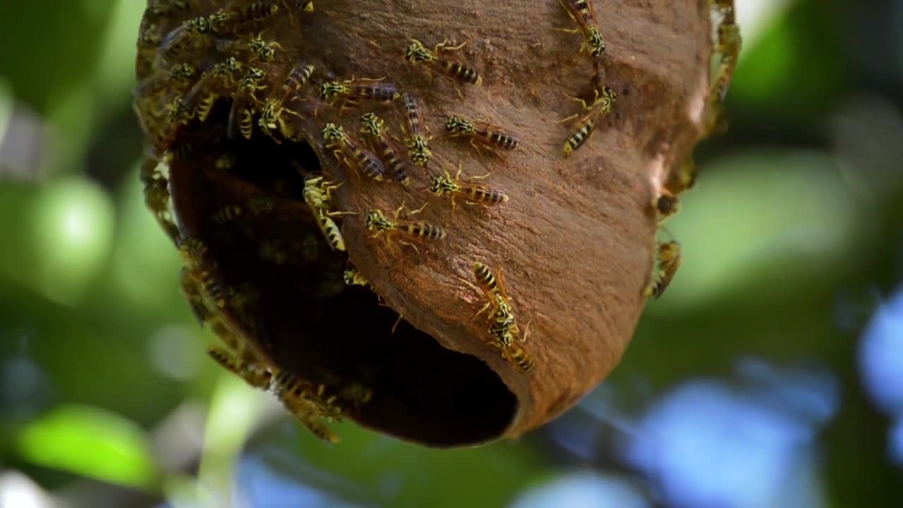 BEES'S COLONY