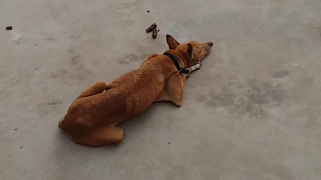 This dog has spent whole life on terrace