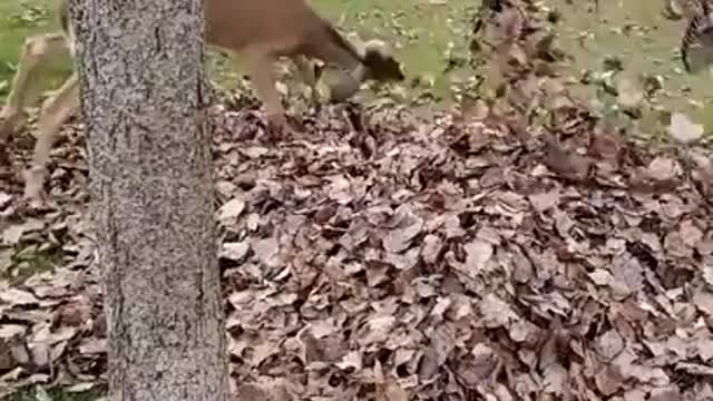 DEER PLAYING IN THE LEAVES