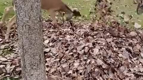 DEER PLAYING IN THE LEAVES