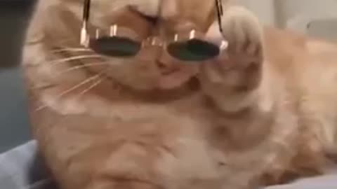 Cat wearing glasses funny video