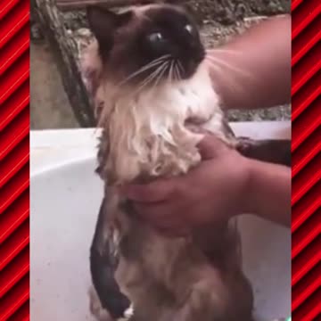 cat in the bath said I hurt