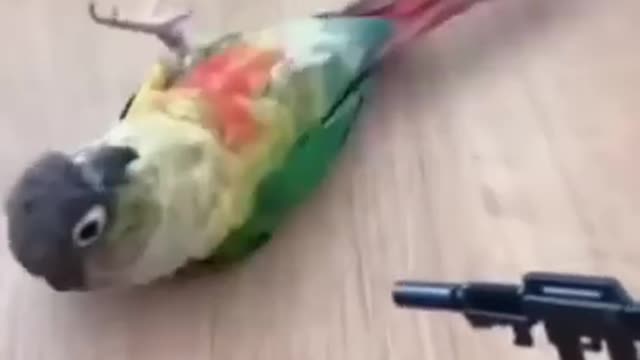 Cute bird reaction on firing bullet
