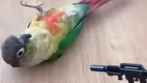 Cute bird reaction on firing bullet