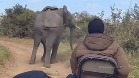 Don't be afraid of the elephant!