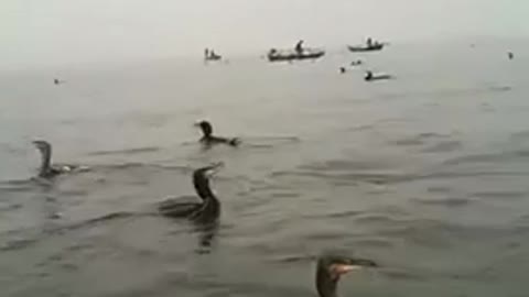 Amazing bird catch fish🐠