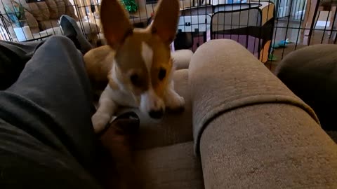 Corgi ears