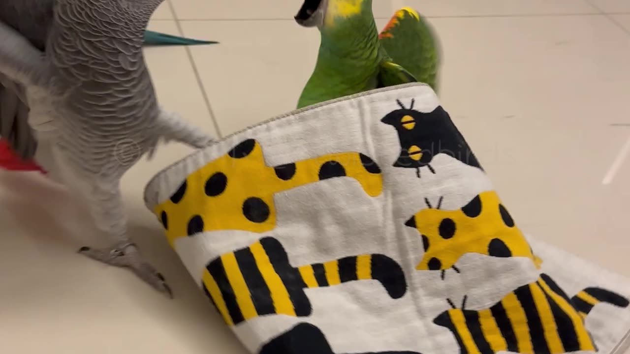 Two parrots quarreling