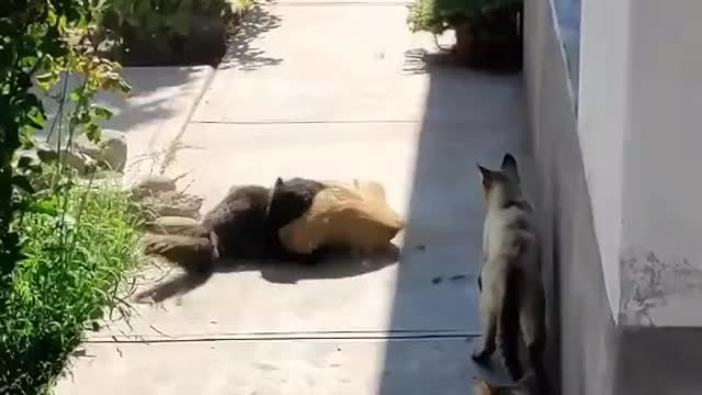 the orange cat is so fierce that the black cat is scared