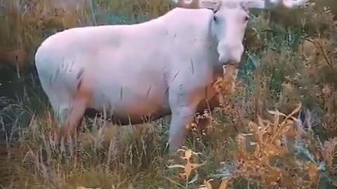 The white moose are rare, and specimens