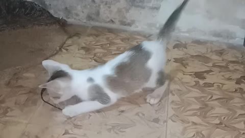 So funny cat