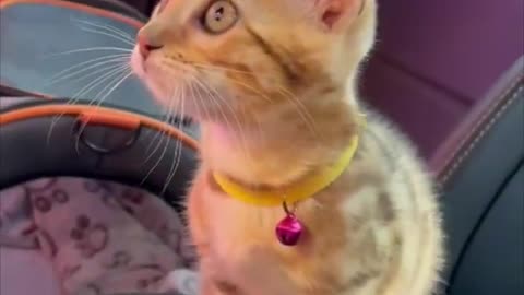 Bengal Cat Overwhelmed Sitting Inside Car at the Carwash