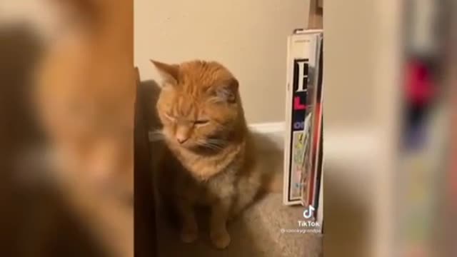 animals super funny dog cat