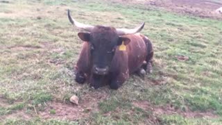 Scratching Rocky the Bull
