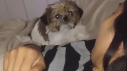 Funniest animal video 2021 #5
